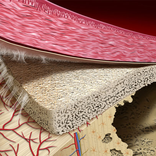 高活性口腔膜（E-Gide）